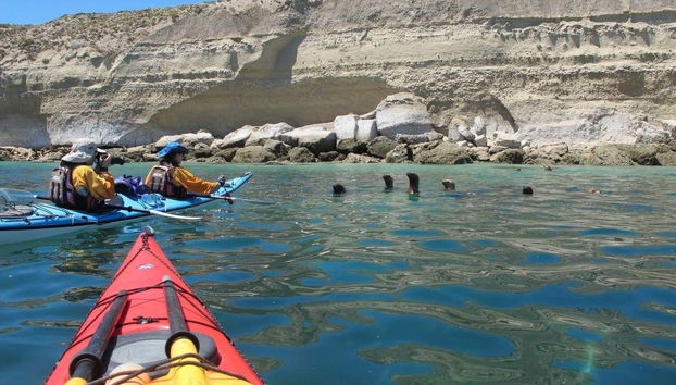 Kayak Tour and Sea Lion Sighting - Photo 5, Getting to know the sea lions