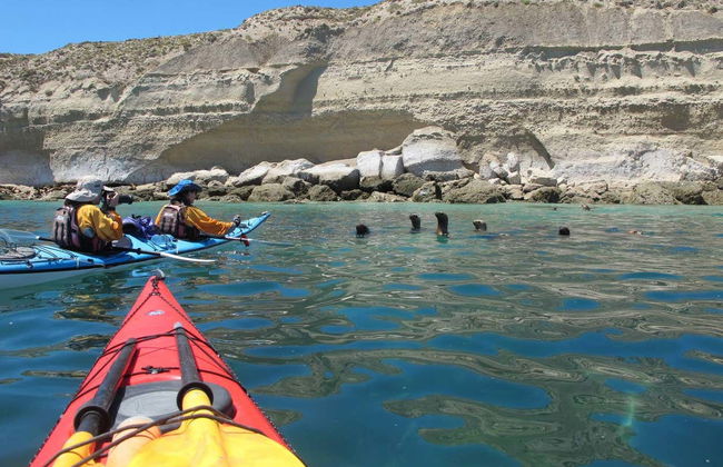 Kayak Tour and Sea Lion Sighting - Photo 5