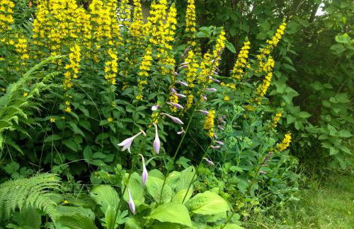 Altendorfer Vorwerk - Ferienapartments - Foto 79