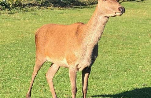 Number 2 Lymington Hampshire - Foto 6