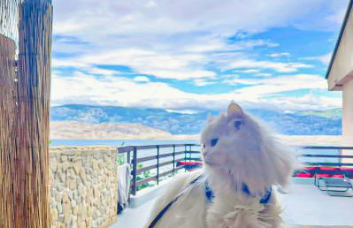 Mila's pet friendly holiday house with private beach place and sunbeds included - Photo 1