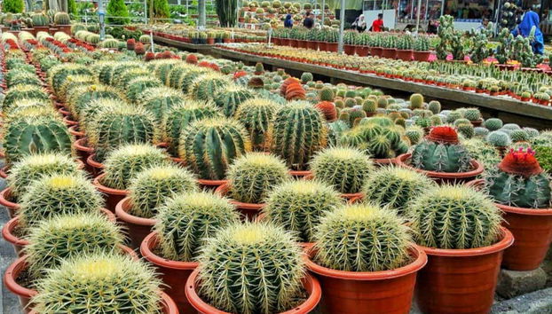 I giardini di Cameron Highlands