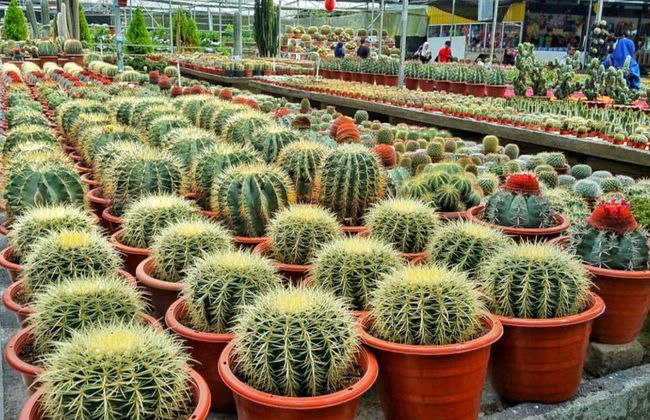 Excursion aux Cameron Highlands - Photo 3