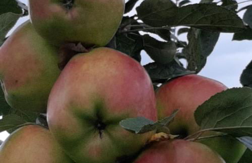 Sagardikoetxea II - Foto 14