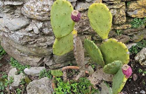 Gli Orti di Mulina le Apuane con parcheggio privato e WiFi - Foto 12