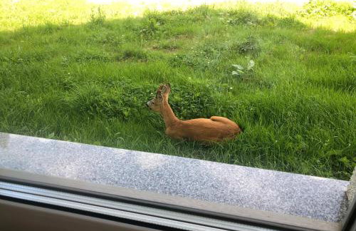 Apartamenty ARNIKA - Foto 56