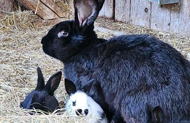 Bio Ferienbauernhof Voß - Foto 9