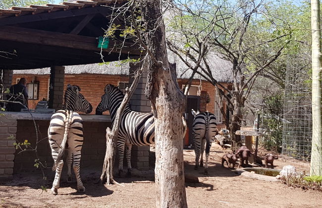 Klein Huisie Little House Self Catering Africa Bush Vacation In Marloth Park - Foto 20