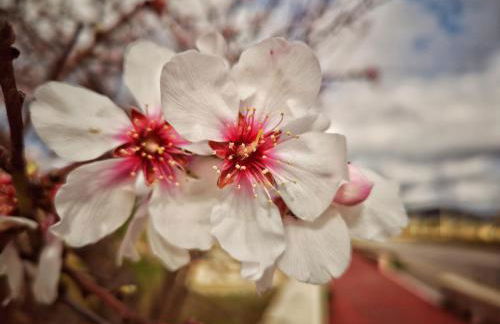 Canyamel modern apartment pool & 360º roof-terrace in 3rd floor letter A - Foto 62