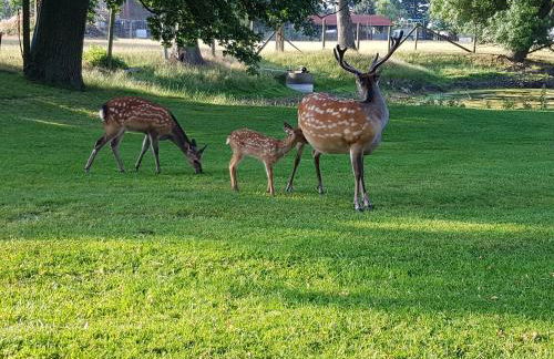 Gutshaus Pinnow - Foto 15