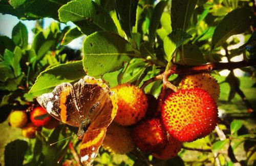 Agriturismo San Nicolò - Foto 30