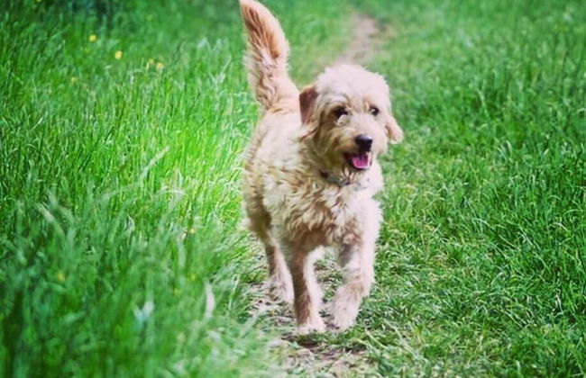 Awel y Môr - 3 Bedroom Cottage - Whitesands - Foto 35