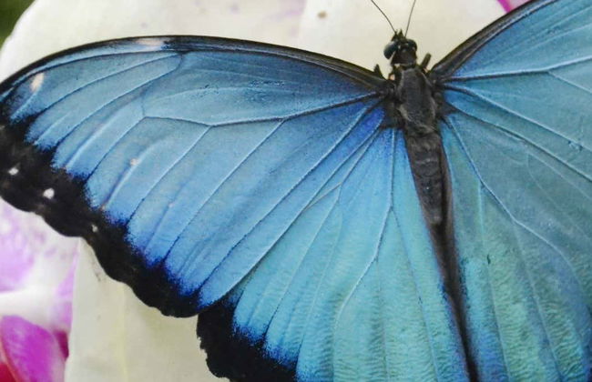 Excursion à la serre aux papillons de Mindo - Photo 1