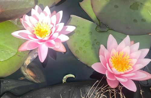 The DeerView Lodge - Foto 8