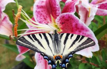 Le Moulin d' Erée, gîte Insolite de charme - Foto 3