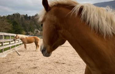 Andalo Mountain L'Abete Dolomites - Foto 44