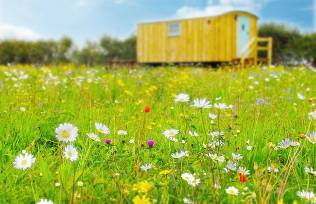 Honeysuckle Farm Hut 7 - Suffolk Farm Holidays - Foto 17