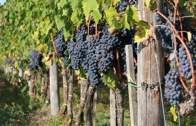 Antica Grancia di Quercecchio - Foto 50