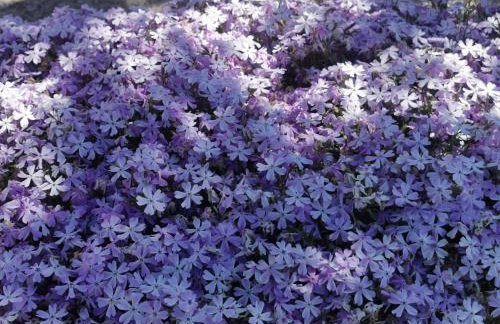 Apartment Milka - Foto 25