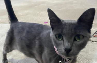 Casa na Quinta - Foto 30