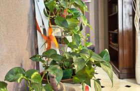 Dalla Spiaggetta a Quinto - Foto 23