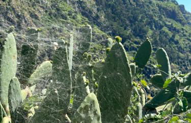 The Green Valley House - Foto 65