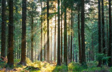 Tannenduft Freudenstadt - Foto 22