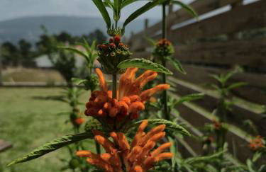 Casa Serra à Vista AL/140571 - Foto 29
