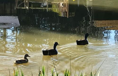 Halfmoon Lodge @ Knights Hole wheelchair access - Foto 26