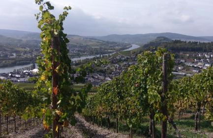 Weingut Schumann - Foto 18