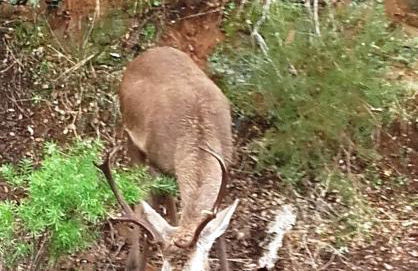 Casa Rural Peña Falcón - Foto 10