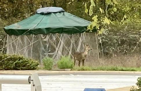 Oasis du Quercy - Foto 5