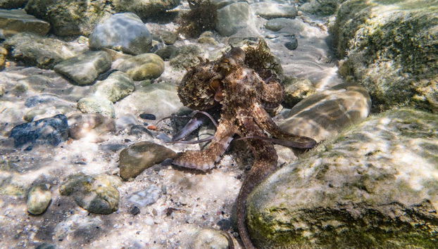 Pieuvre dans les eaux du détroit de Gibraltar