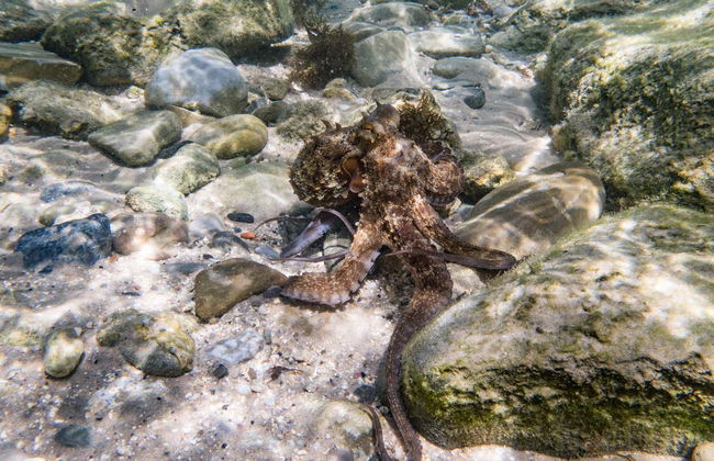 Baptême de plongée dans le Parc Naturel du Détroit - Photo 4