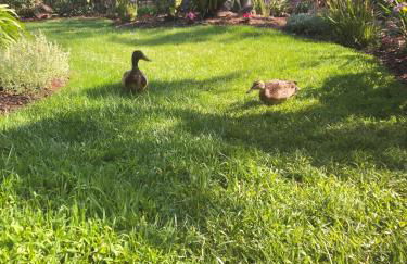 Brooks Beach Vacations Cottage G5 Oceanside - Foto 9