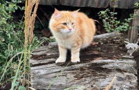 Cottage - Kleine alte Villa am See - Foto 30