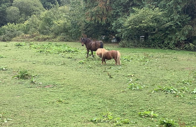 Beautiful 1-bed Studio in Boyton Launceston - Foto 22