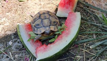 Villa Nicole - Photo 3