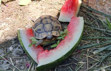 Villa Nicole - Photo 3