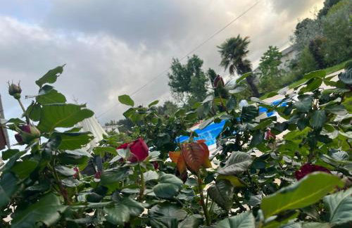 Villa Ljubica with big beautiful garden - Foto 12