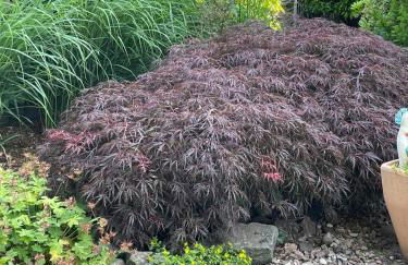 Twenge Retreat - Haus Nähe Stadt und Flughafen mit Garten, 3 Zimmer, TV, Küche, Bad und Netflix - Foto 42