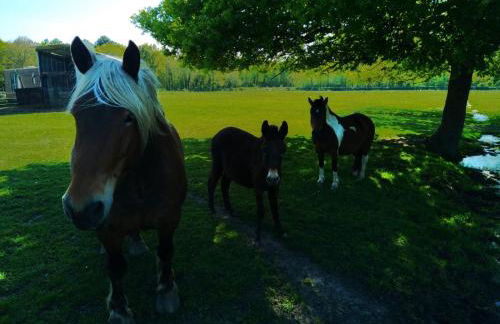 eco nature, gite à la ferme - Foto 13