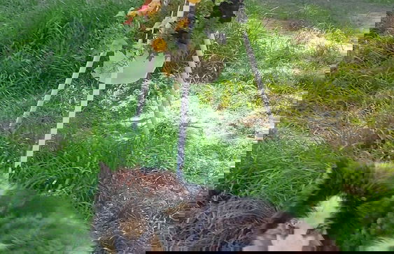 Tumba Sisli Vadi - Foto 72