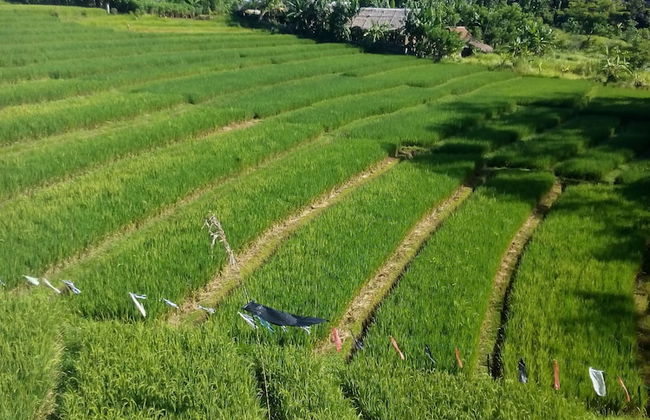 Royal Nyanyi Villa - Photo 21