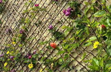 Bela Vigia - Foto 55