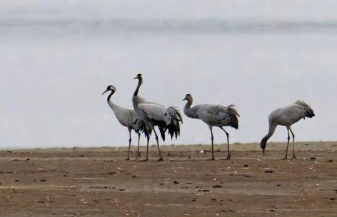 Chalet Lac du Der Giffaumont-Champaubert - Foto 9
