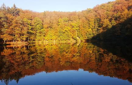 Ferienhaus direkt am Badesee Bungalow 11 Schönsee - Foto 35