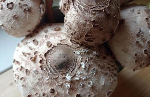 La Casa di Anna nel Parco delle Dolomiti Croce d' Aune 1000 ml slm - Foto 64