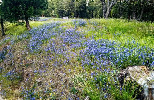 Breckenridge Chalet near Yosemite. Dog friendly! - Foto 15