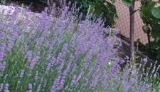 Seeblick und offener Kamin - Casa di Florian - Foto 4